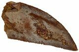 Serrated, Raptor Tooth - Real Dinosaur Tooth #295960-1